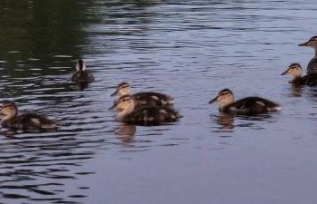 Camp Lake Bear - Foto 64