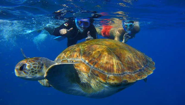 Avistamiento de tortuga