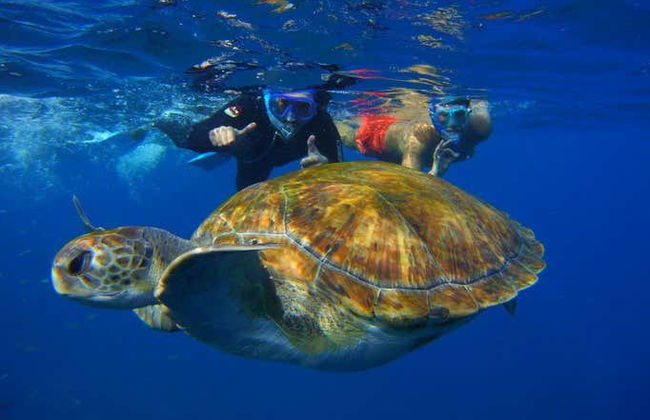 Tenerife Snorkelling & Sea Turtle Watching - Photo 5