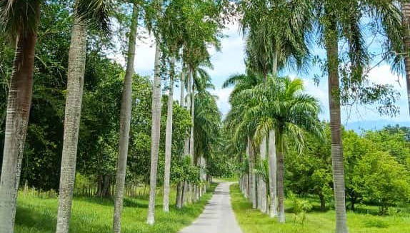 Day Trip to Cienfuegos Botanical Garden - Foto 3