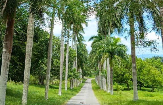 Excursão ao Jardim Botânico de Cienfuegos - Foto 3