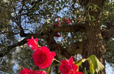 Quinta de Toubres - Foto 57