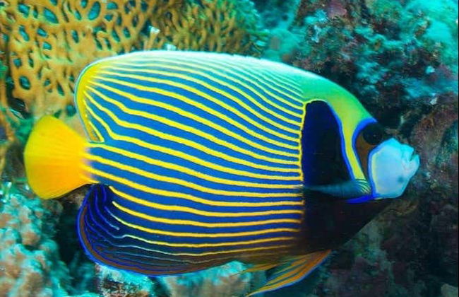 Entrada al acuario de Hurghada con transporte - Foto 2