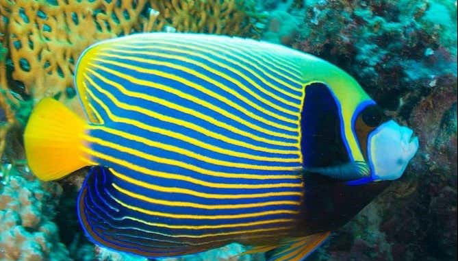 Contemplando os peixes do aquário