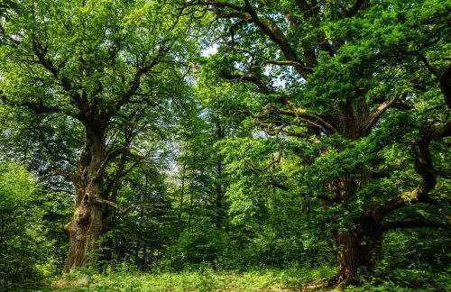 Villa Gottstreu - Foto 44