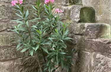 Ferienwohnung am Kalkweg - Foto 29