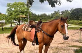 Fazendinha Parque Raposa - Foto 15