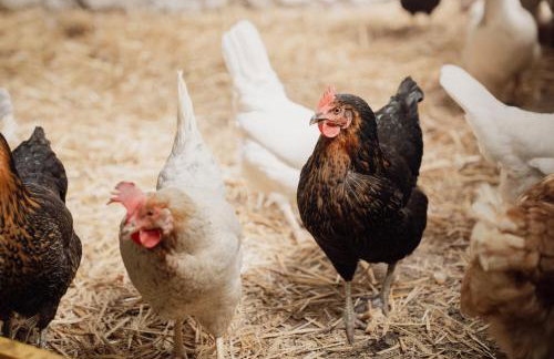 Ferienhaus Spieker - Hof Brockmann - Foto 19