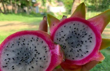 Sítio magia do Sol - Foto 24