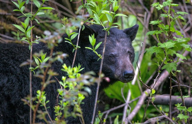 Black Bear Cottage - Photo 50