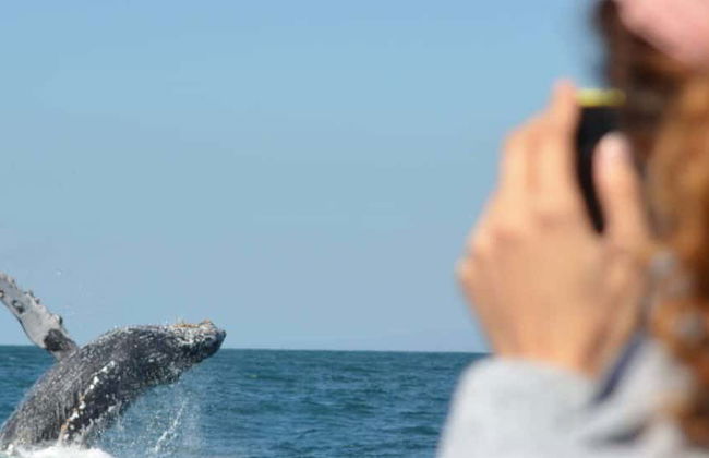 Whale watching a Mazatlán + Museo della Balena - Foto 1