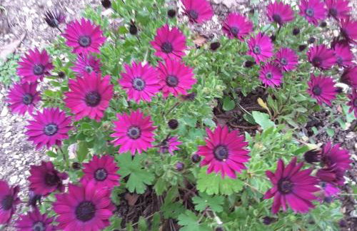 STATHI'S COTTAGE - Foto 23