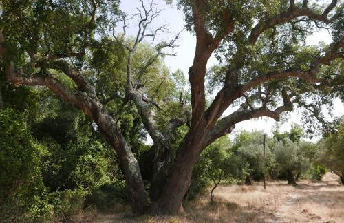 Casa do Vale da Terra Negra - Foto 34