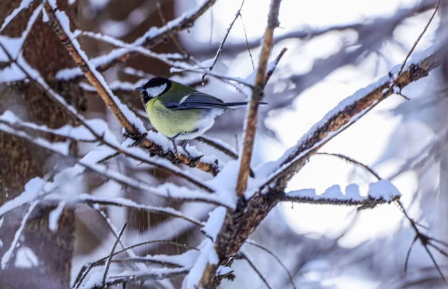 Apartment in Fulpmes Near Stubai Glacier - Foto 20
