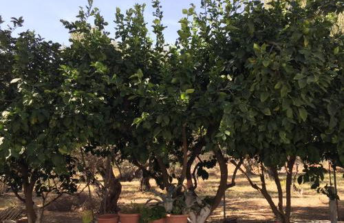 Livanina apartments - Foto 35