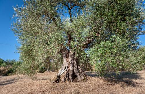 Agriturismo Vocabolo Poggio del Pero - Foto 71
