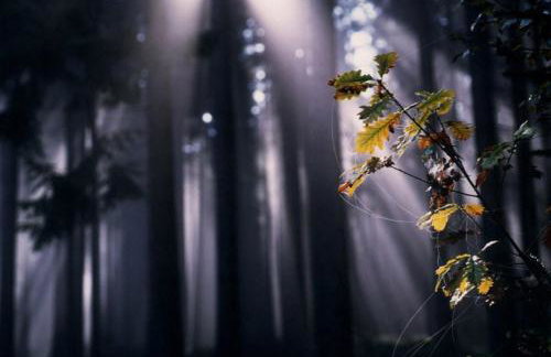 Ferienwohnung Waldstraße - Foto 19