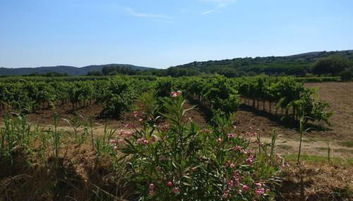 LES VIGNES ET LA PINEDE PRES DE LA PLAGE - Foto 4