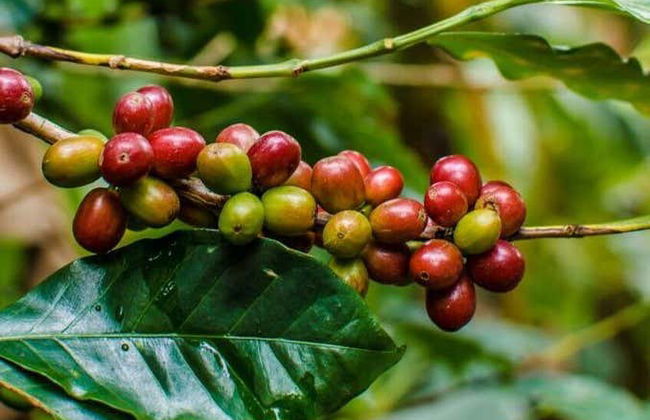 Tour del caffè a Medellín - Foto 2