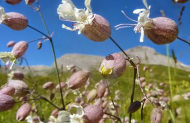 Skis aux pieds station 1600 Sun Vallée - Foto 62