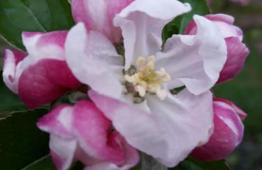 Schweiggerhof -Agriturismo- Farm Holidays - Foto 21