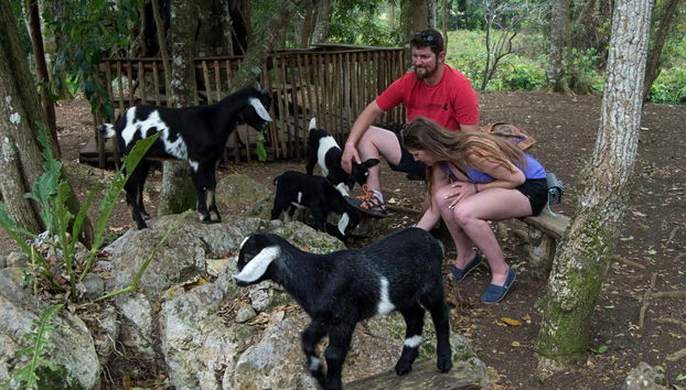 Animali di una fattoria di Yaguajay