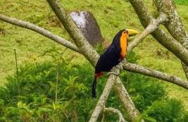 Casa de campos são Francisco Xavier Xavier - Foto 63