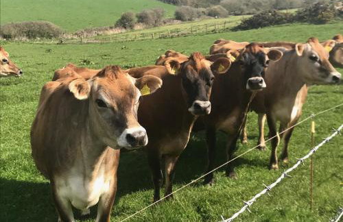 Robins nest, near Sennen Cove, 14 Beaches, Minack - Photo 34