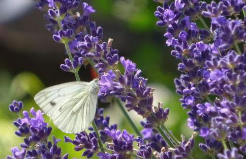 Holiday apartment with 2 bedrooms - Foto 22