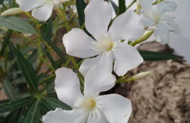 Starbal Love - Foto 24