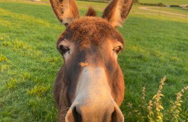 Deepmoor Farmhouse, Doveridge, Derbys. - Foto 14