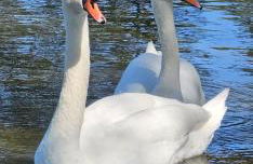 Ferienhaus Kiara - Foto 21