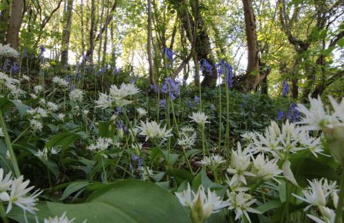 Riverside cottage walking distance into Caernarfon - Photo 37