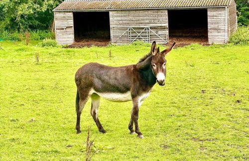 Rabbit Meadow Lodge - Sleeps up to 4 people - Foto 27