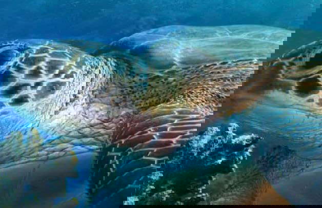 Livorno Aquarium Ticket - Foto 5