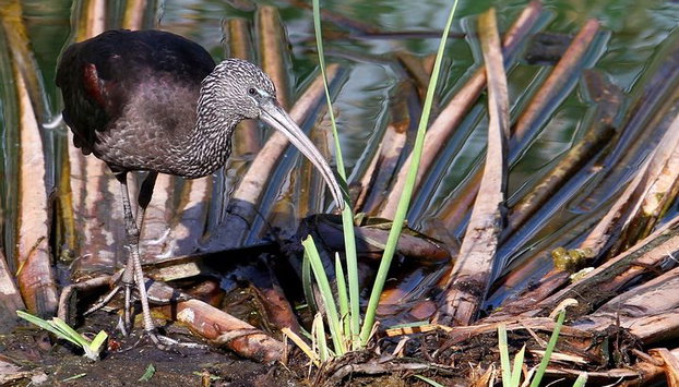Medio día de observación de aves alrededor de Faro - Foto 4, Ibis falcinelle