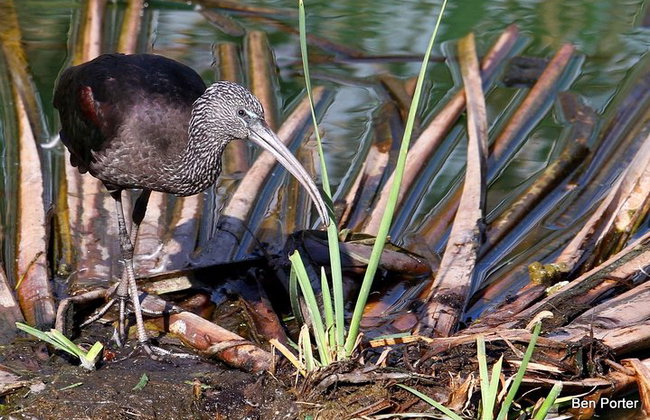 Medio día de observación de aves alrededor de Faro - Foto 4
