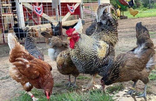 Cabin 5 The Roost Cabins - Foto 22