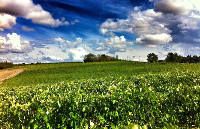 Agriturismo Fattoria Santa Vittoria - Foto 35