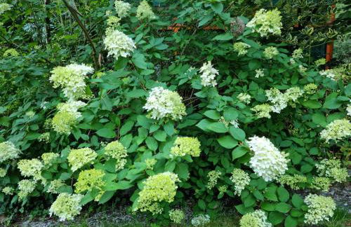 Waldhaus Dötlingen Ferienhaus im Naturpark - Foto 9
