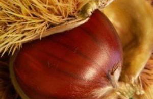 Agriturismo Casale Zuccari - Foto 53