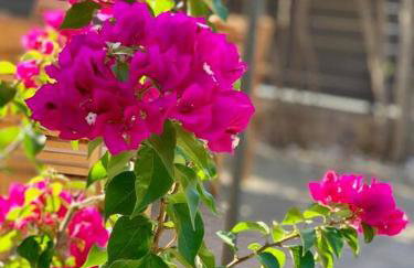 Villa Oleander Agios Nikolaos Loutra Edipsou - Foto 4