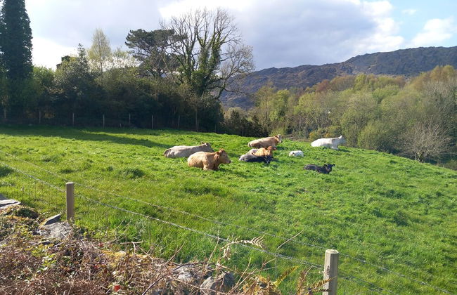 Cuckoo Tree House, Glengarriff, Beara Peninsula - Foto 29