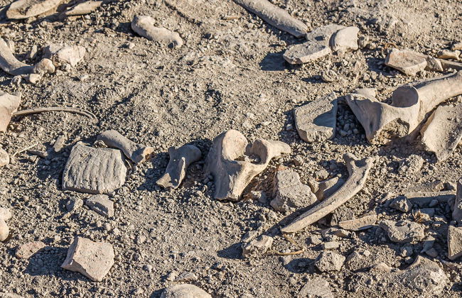 Ruta de los dinosaurios por Cuenca - Foto 2