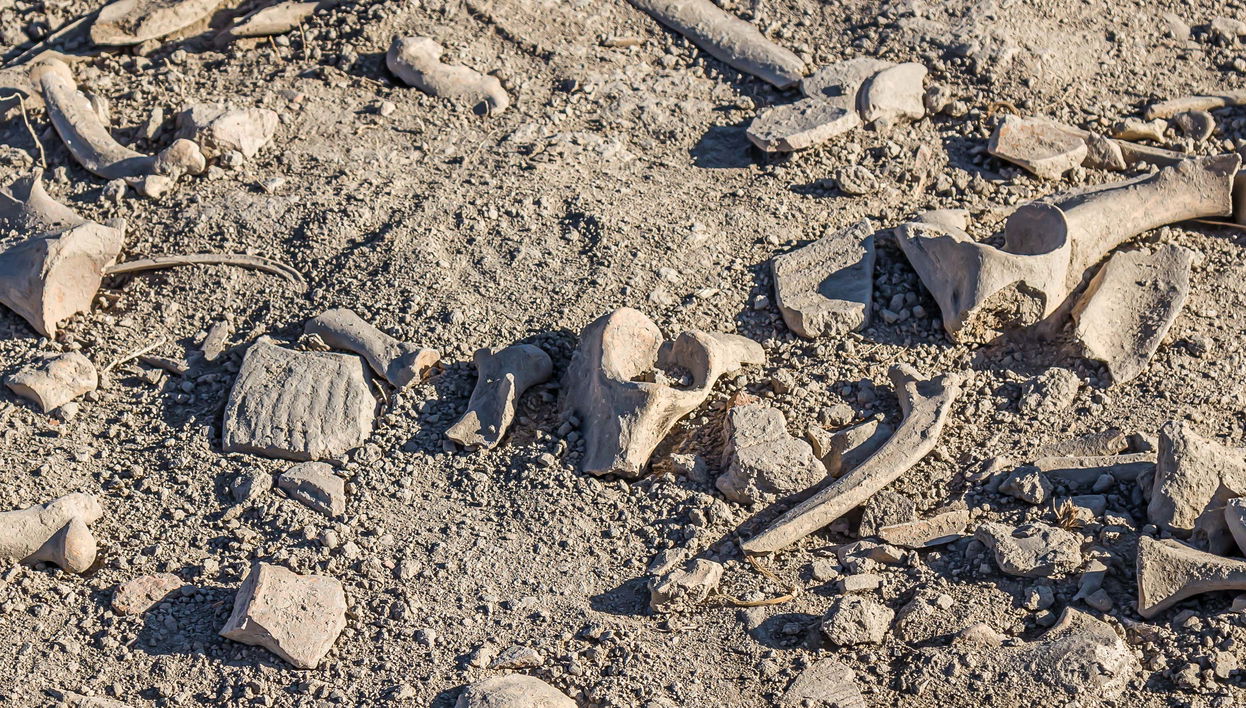 Parcours des dinosaures à Cuenca