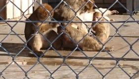 Ferienwohnung Alte Linde - Foto 2