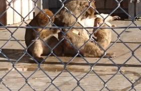 Ferienwohnung Alte Linde - Foto 2