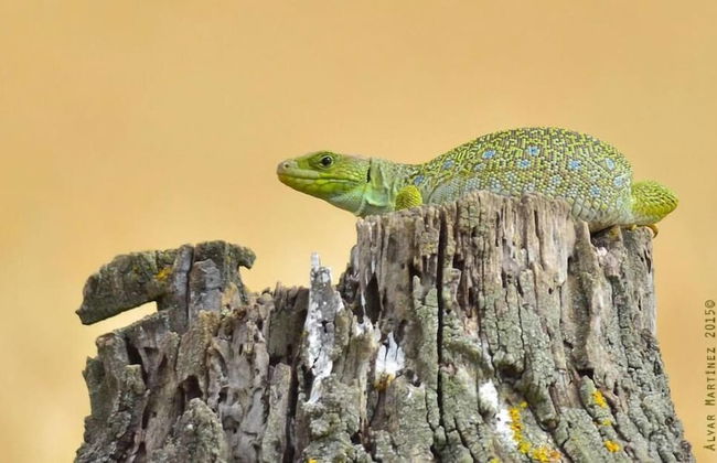 L'Esgolfa de ca l'Ortís - Foto 15