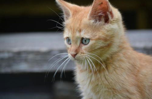 SCHETERERHOF - Foto 18