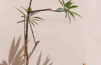 Villa Can Rasca - Foto 47